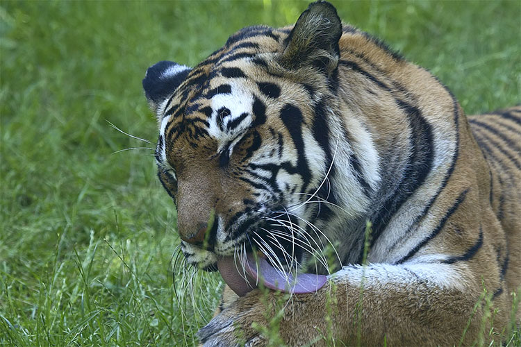 Tiger cleaning