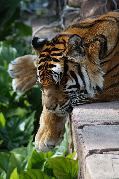 Tiger nap