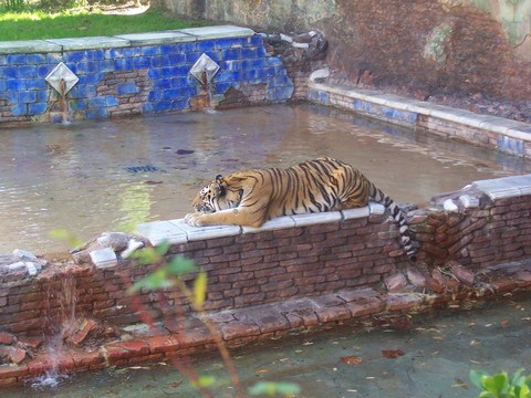 Tiger on Maharajah Jungle Trek