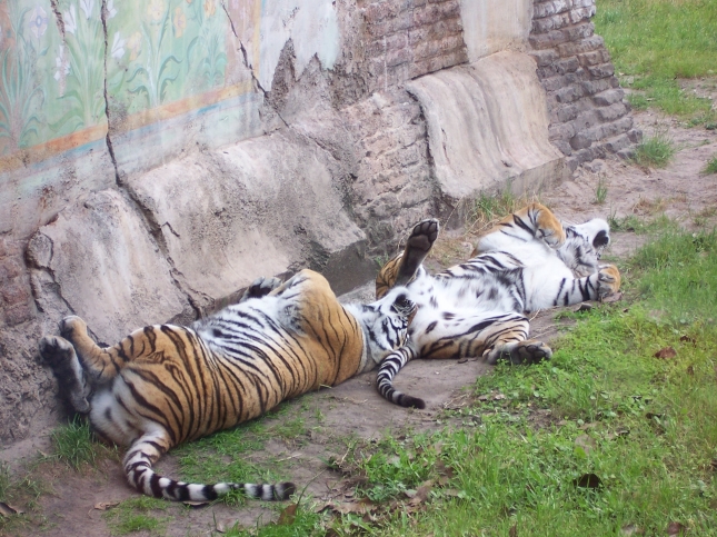 Tiger-train