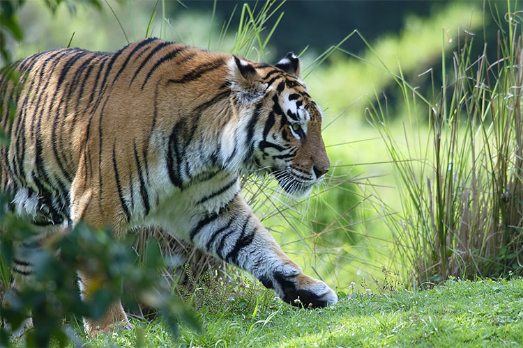 Tiger walking