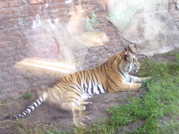 tiger