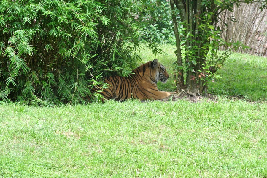 tiger