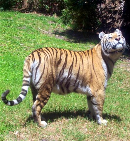Tigers in Asia at DAK.