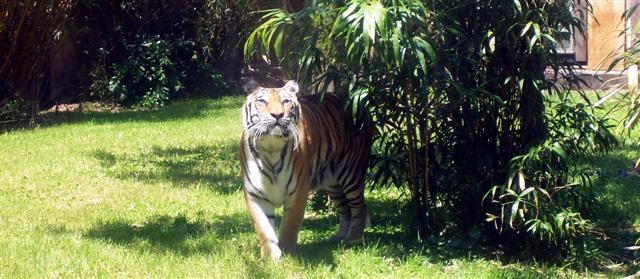 Tigers in Asia at DAK.