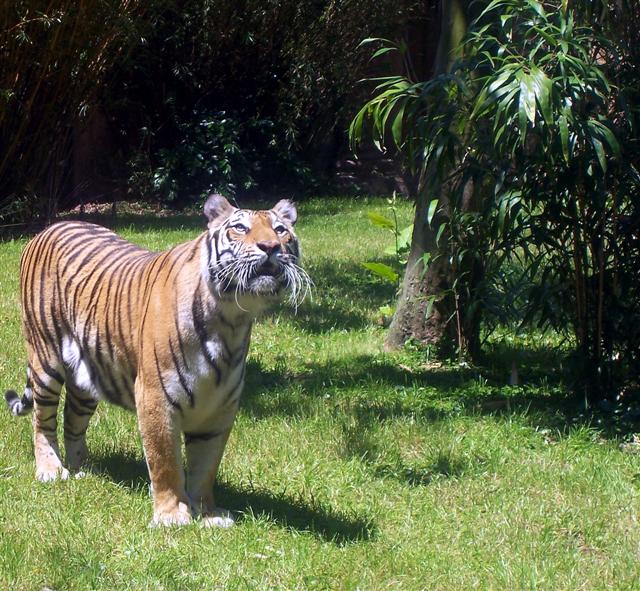 Tigers in Asia at DAK.