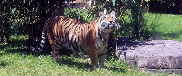 Tigers in Asia at DAK.