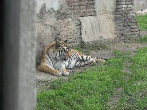 tigers1