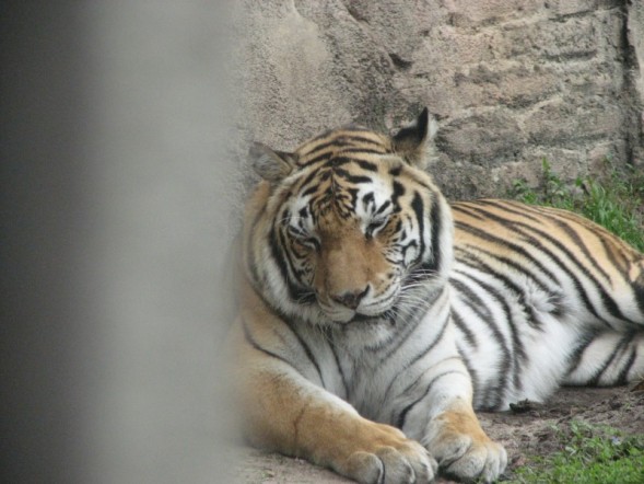tigers2