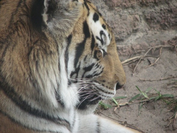 tigers4
