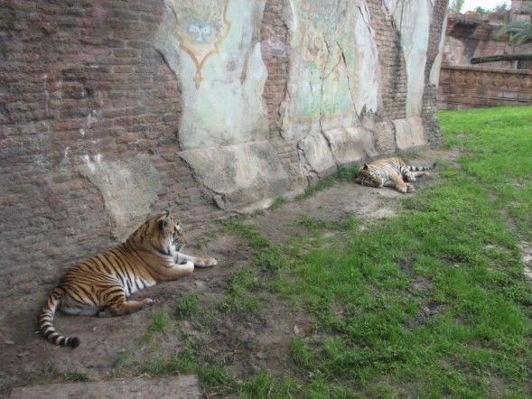 tigers6