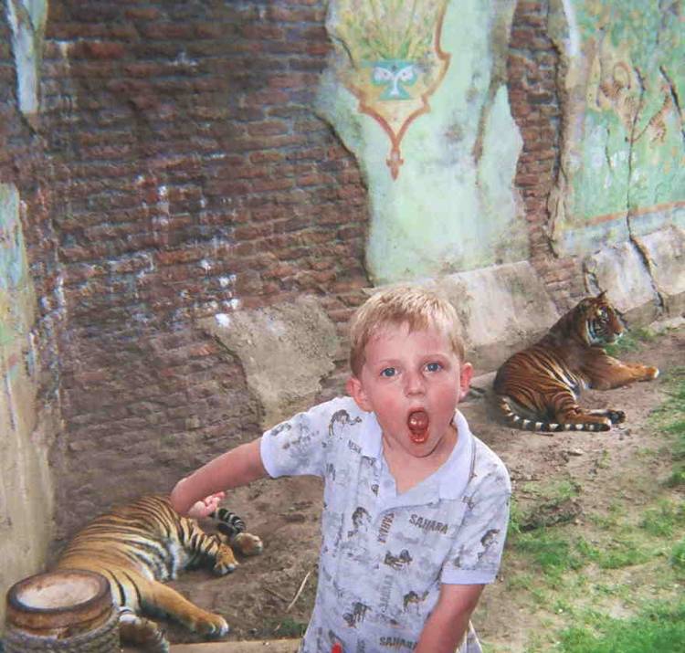 Tigers_Oh_My_