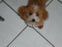Tigger