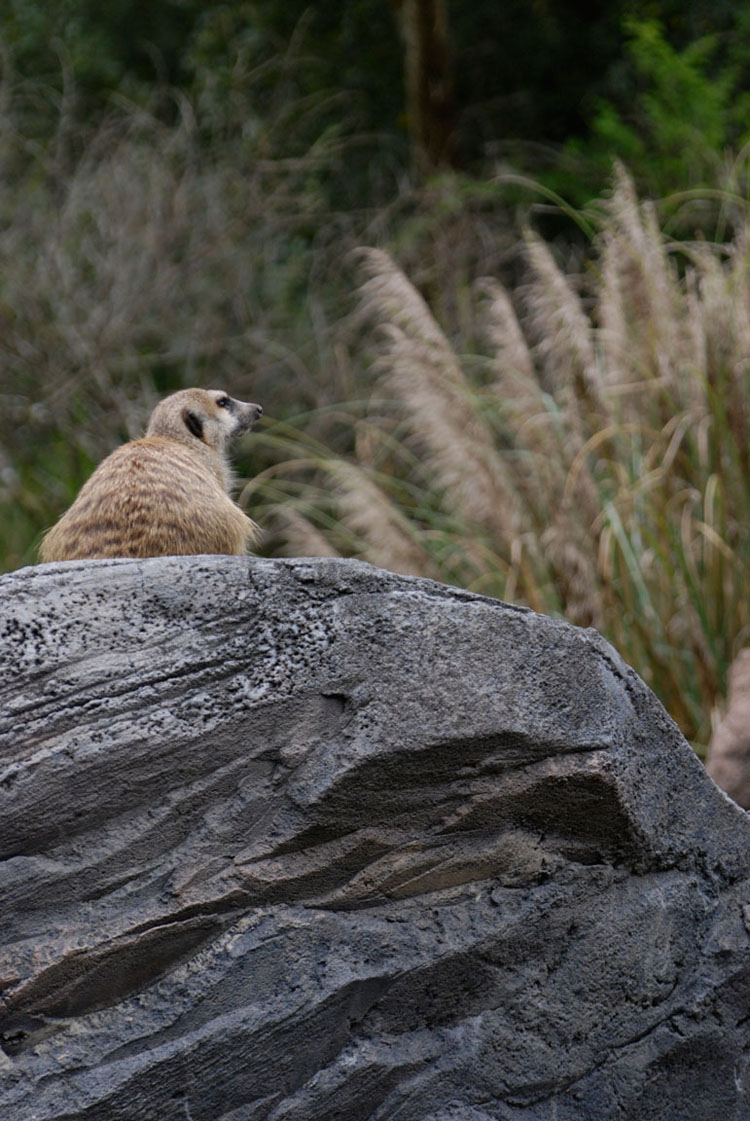 Timon?