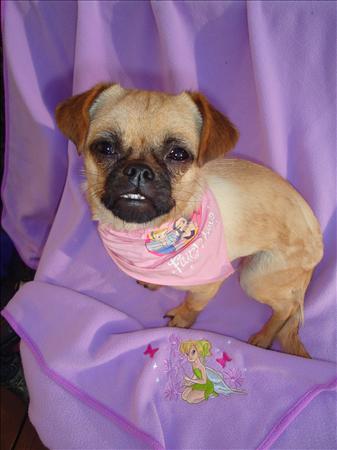 Tinkerbell the Disney princess