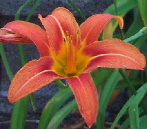 tlily04