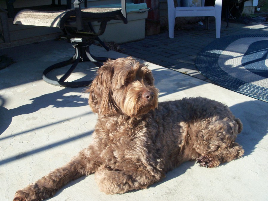 Toby