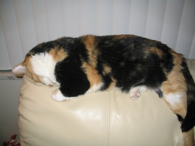 Toonces
