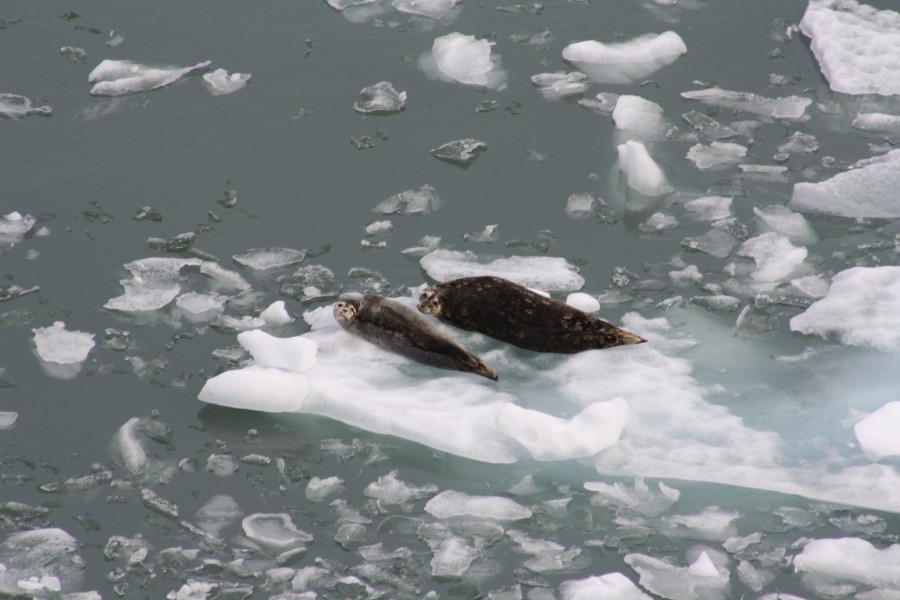 Tracy Arm Harbor Seals
