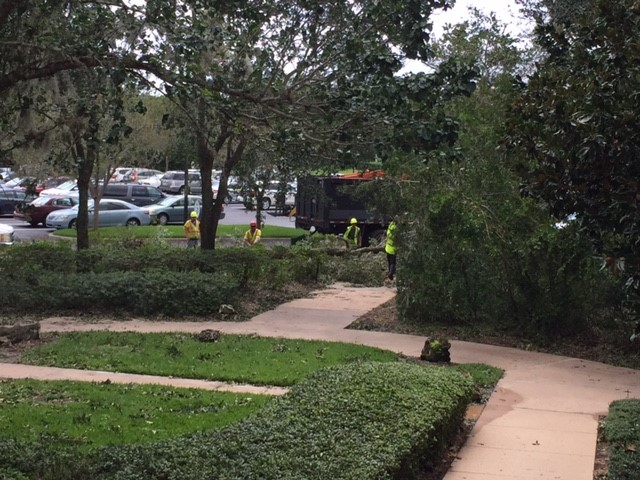 Tree Down Near Parking Lot - POFQ 09-11-17