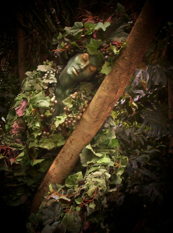 Tree Lady From Animal Kingdom