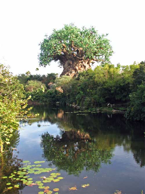 Tree of Life 08