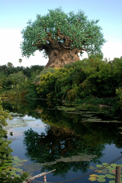 Tree of Life Reflection