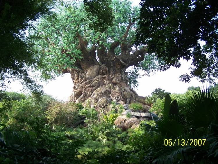 Tree of Life