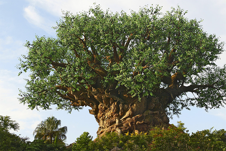 Tree of Life