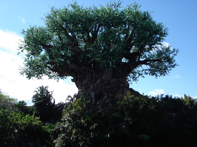 Tree of Life