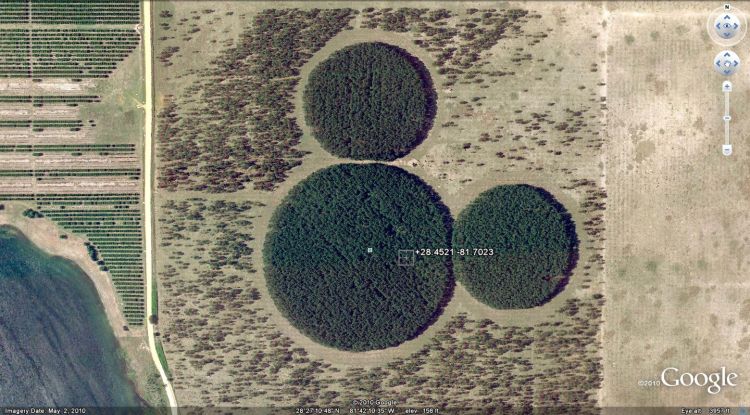 tree_farm