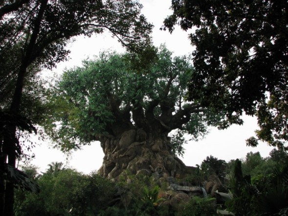 treeoflife2