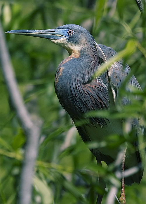 Tri-color heron