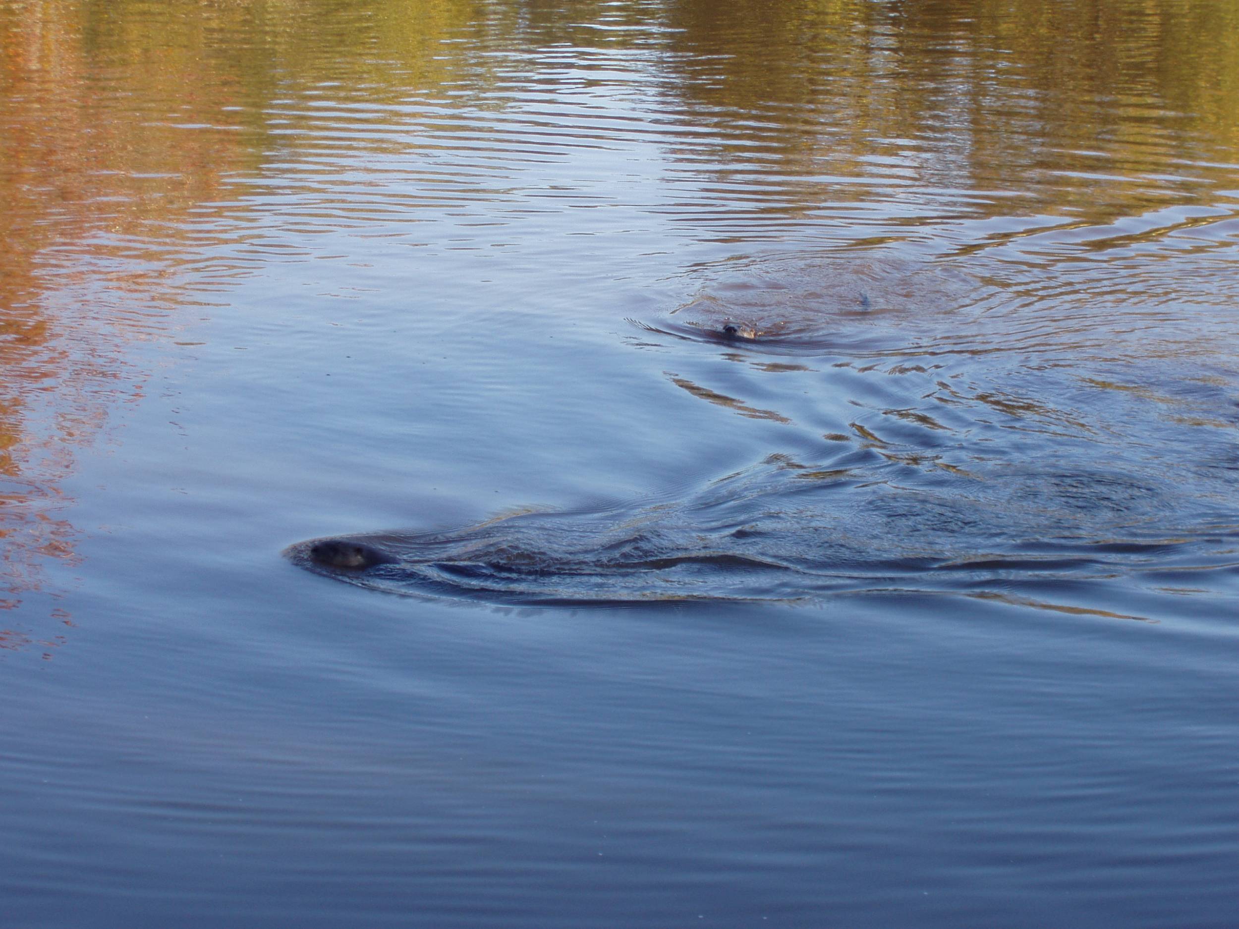 Trumbo Canal - River Otters