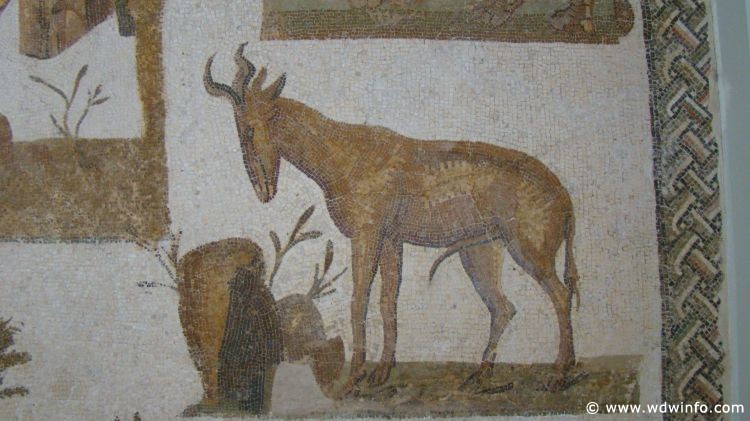 Tunis_Bardo_Museum_019