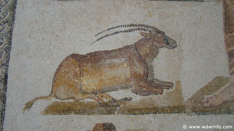Tunis_Bardo_Museum_025