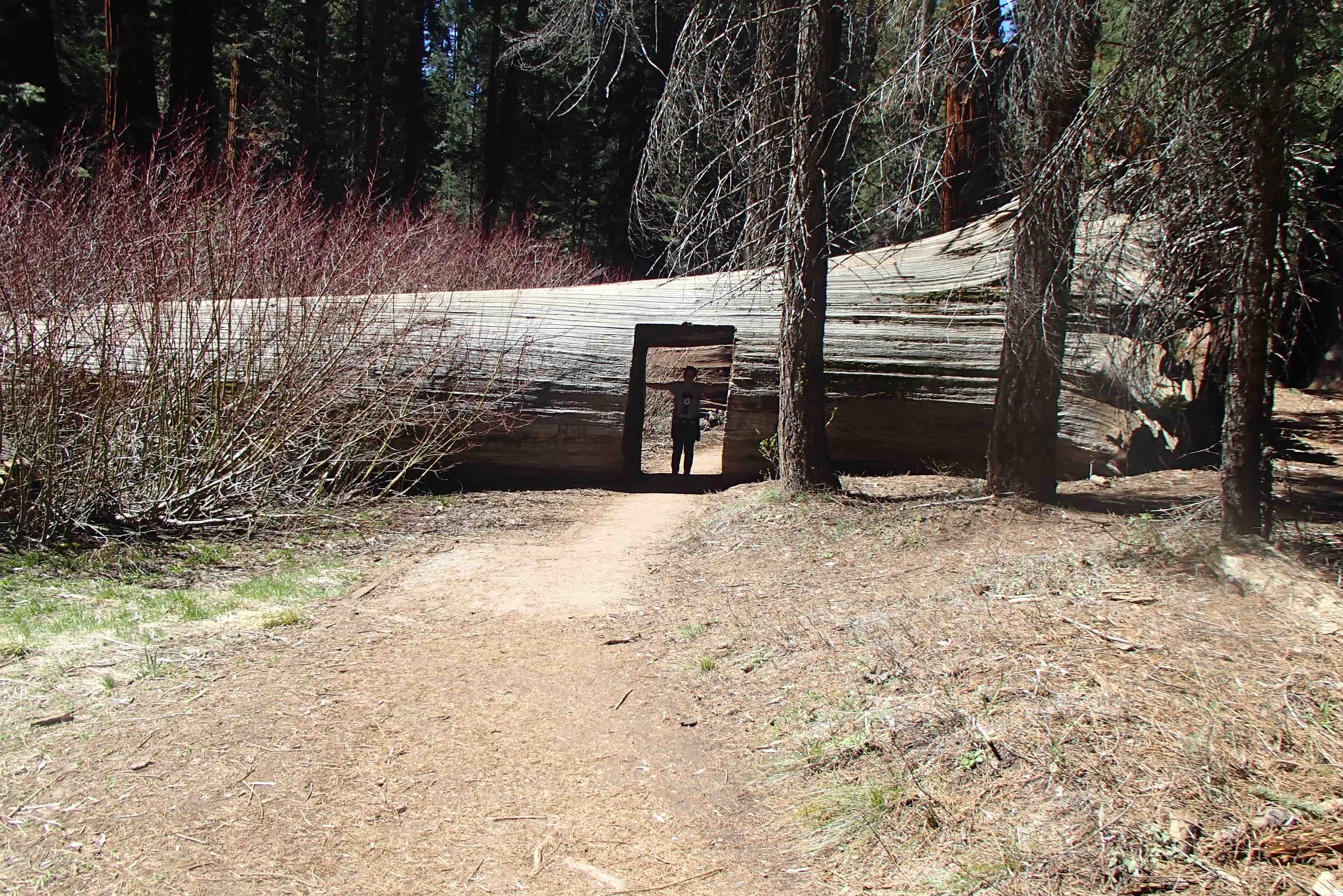 Tunnel Log