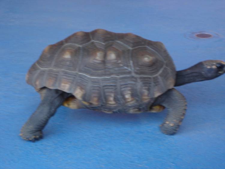 Turtle Action Shot