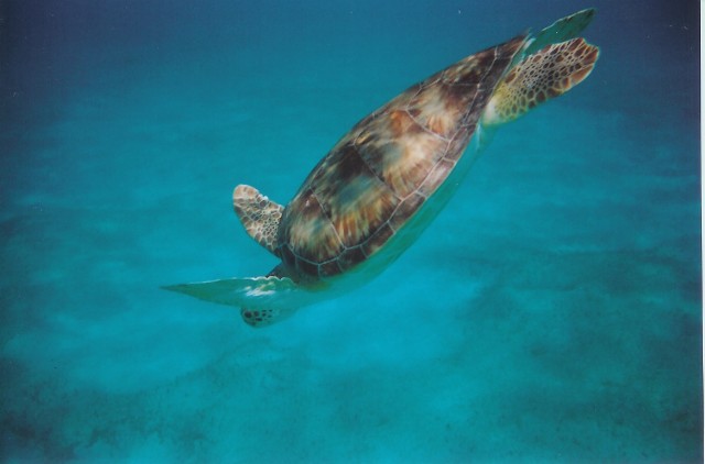 Turtle in St John