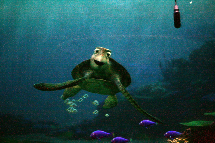 Turtle Talk With Crush