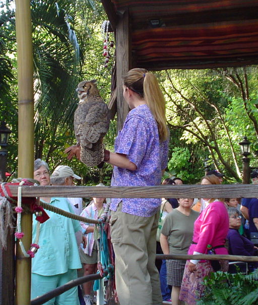 Twister the Owl from AK