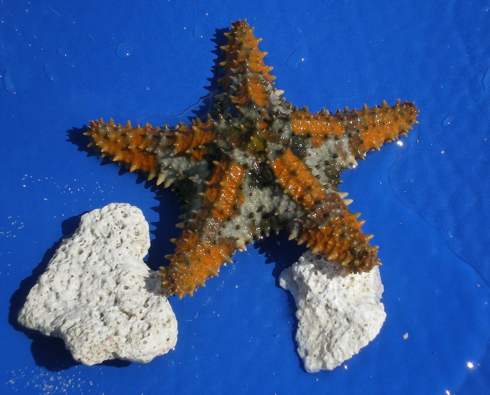 Under the Sea
