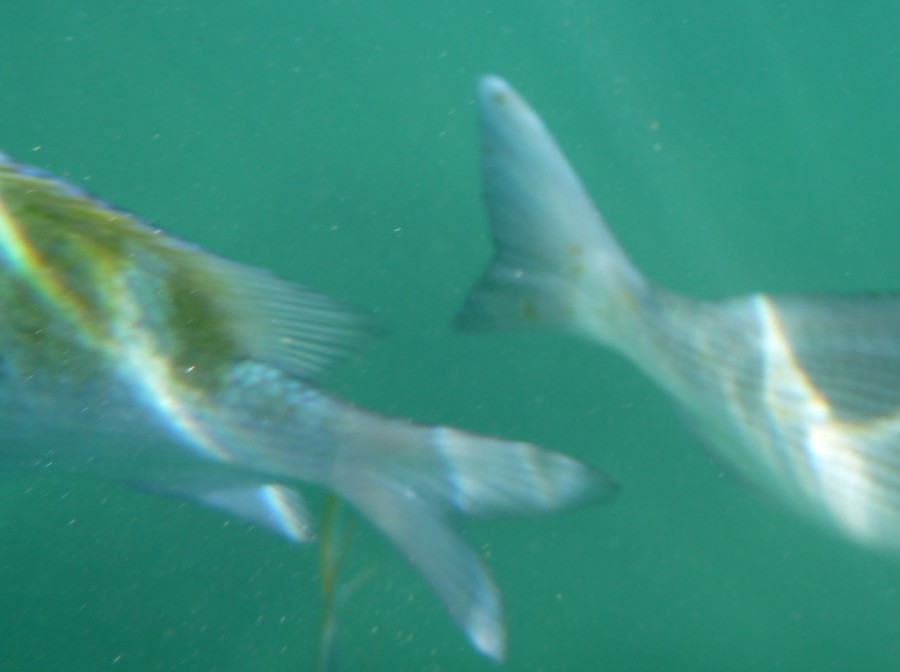 Under Water Pictures - Fish are Fast