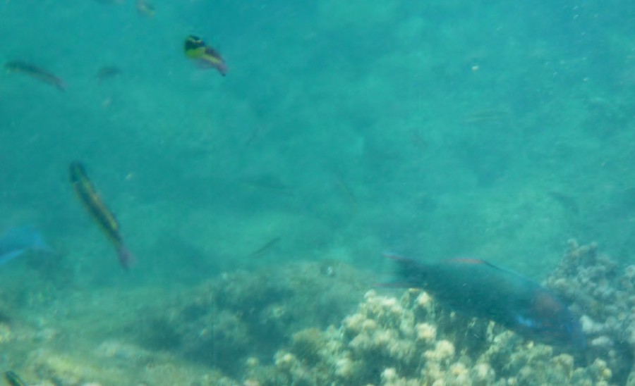Under Water Pictures - Not Too Good