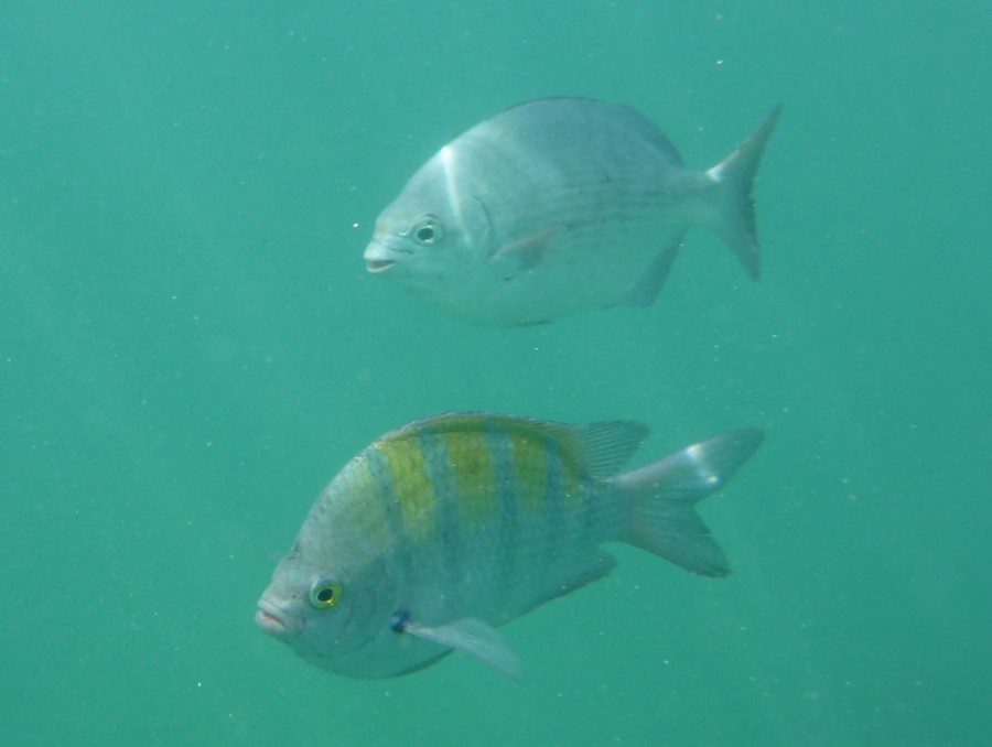Under Water Pictures - Pretty Good