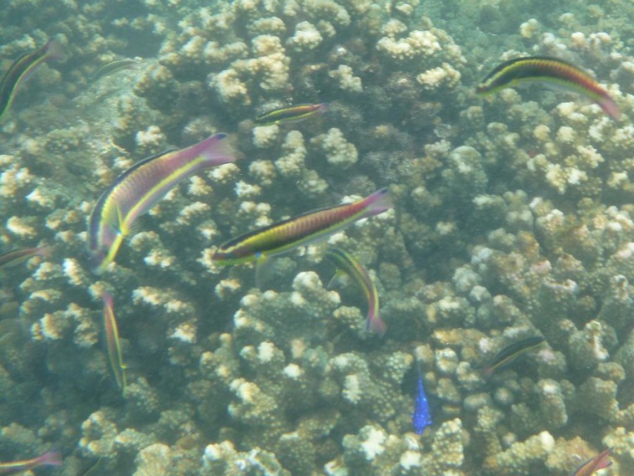 Under Water Pictures - Some Colorful Fish
