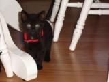 Under_the_table_is_my_favorite_place