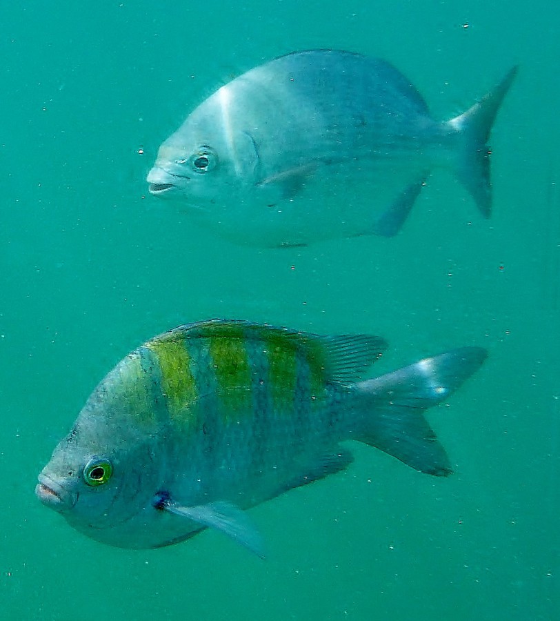 Underwater Picture