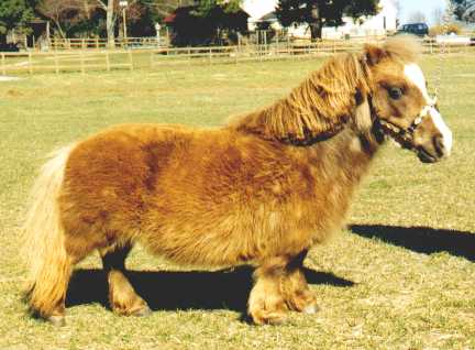 unusual-miniature-horse