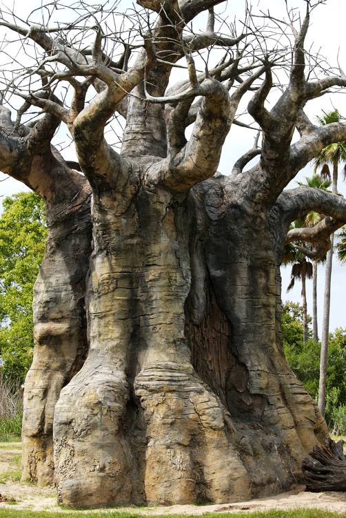 Upside-down tree